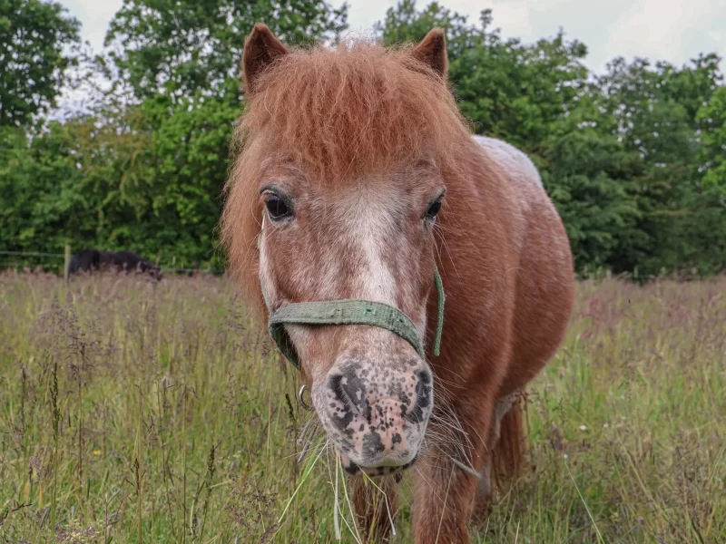 Jeroen