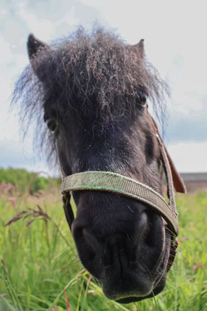 Zorro